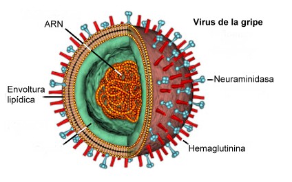 virus-gripe1 virus-gripe1